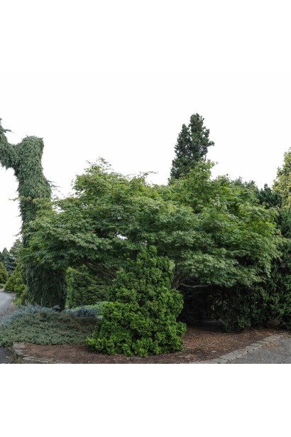 Клен ложнозибольдів Арктік Джейд влітку 